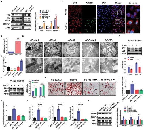 Figure 1. FTO promotes adipogenesis via facilitating autophagy in 3T3-L1 preadipocytes. (A) Western blotting analysis of FTO, LC3 and SQSTM1 in 3T3-L1 preadipocytes with or without FTO knockdown, control or overexpressing FTO. ACTB was used as loading control. (B) Immunofluorescence assays of LC3 and HA in control and FTO-overexpressing cells. Scale bar: 20 μm. (C) Statistical analysis of the number of LC3 puncta per cell. (D) TEM analysis of autophagosomes in control, Fto-depleted or FTO-overexpressing cells. Arrows indicate autophagosomes. Scale bar: 0.5 μm. (E) Quantification of autophagosomes in cells. (F) Western blotting analysis of LC3 in control and FTO-overexpressing cells treated with or without 10 mM 3-MA for 4 h. (G) Western blotting analysis of LC3 in control and FTO-overexpressing cells treated with or without 10 nM Baf A1 for 4 h. (H) Oil Red O staining of control and FTO-overexpressing cells induced to differentiate in the presence or absence of 5 mM 3-MA or 4 nM Baf A1 for 8 d. Scale bar: 100 μm. (I) Relative lipid accumulation was quantified with a microplate spectrophotometer at 500 nm. (J) Relative triglyceride accumulation was measured using a triglyceride assay kit. (K) Real-time quantitative PCR (qPCR) analysis of Pparg, Fabp4 and Cebpa expression in control and FTO-overexpressing cells induced to differentiate in the presence or absence of 5 mM 3-MA or 4 nM Baf A1 for 8 d. Actb was used as an internal control. (L) Western blotting analysis of PPARG, FABP4 and CEBPA expression in control and FTO-overexpressing cells induced to differentiate in the presence or absence of 5 mM 3-MA or 4 nM Baf A1 for 8 d. The data were presented as the mean ± SD of triplicate tests. ***P < 0.001 compared to control group.