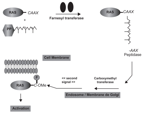 Figure 3 Ras processing and targeting to the plasma membrane. The cytosolic FTase catalyzes the covalent addition of farnesol from farnesylpyrophosphate (FPP) to the cysteine residue of the carboxyl terminal CAAX tetrapeptide sequence (where C is a cysteine residue, A an aliphatic amino acid, and X either methionine or serine). In the endosome/Golgi membranes, transferase enzymes catalyze the removal of the AAX residues and the methylation of the resulting farnesyl-cysteine residue. A “second signal” is required to complete the translocation of Ras from endosomal membranes to the plasma membrane (CitationCox et al 2001).