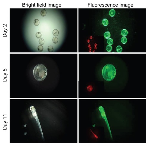 Figure 19 Fluorescence imaging of silica-coated cadmium sulfide quantum dot-treated embryos.Note: The inset in the fluorescence image shows the 561 nm excitation under a red filter.