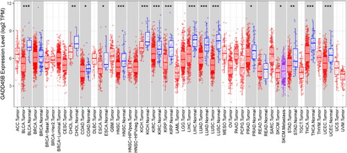 Figure 1. Expression of GADD45B within different TCGA-derived cancers illustrated through TIMER. Significance levels: *p < 0.05, **p < 0.01, ***p < 0.001.