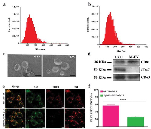 Figure 1. Characterization of M-EV and exosomes isolated from DC2.4 cells and human serum, respectively. (a, b) Nanoparticle tracking analysis (NTA) of M-EV and exosomes (EXO) isolated from the cell culture and human serum, respectively. (c) Transmission electron micrographs of M-EV and EXO. Scale bar: 50 nm. (d) Western blot of EV markers CD81 (~26 kDa), CD47 (~50 kDa), and CD63 (~53 kDa) on M-EV and EXO. (e) Confocal fluorescence imaging of DiO/DiI-loaded targeted vesicles incubated with A549 cells (green: DiO, red: DiD; scale bar: 10 μm). (f) FRET efficiency of hybrid and no-hybrid targeted vesicles.