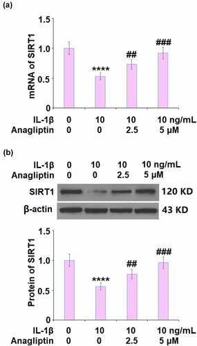 Figure 6. Anagliptin restored IL-1β-induced expression of SIRT1. (a). mRNA of SIRT1; (b). Protein of SIRT1 (****, P < 0.0001 vs. vehicle, ##, ###, P < 0.1, 0.001 vs. IL-1β)