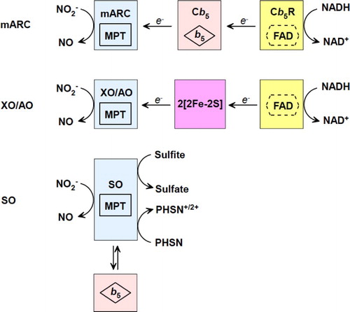Figure 3 Proposed mechanisms of nitrite reduction catalyzed by XO, AO, SO, and mARC.