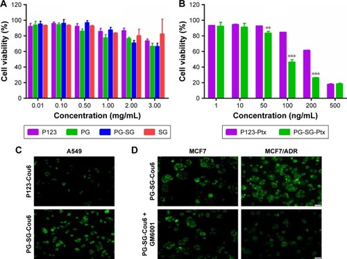 Figure 5 Cytotoxicity of micelles on cells and cellular uptake of micelles.Notes: (A) Cytotoxicity of placebo P123, PG, PG-SG and SG on HUVECs; (B) cytotoxicity of Ptx-loaded P123 micelles and PG-SG micelles on A549 cells; (C) cellular uptake of P123-Cou6 and PG-SG-Cou6 micelles in A549 cells; (D) cellular uptake of P123-Cou6 and PG-SG-Cou6 micelles in MCF7 and MCF7/ADR cells in the presence of GM6001. **P<0.01, ***P<0.001 compared with P123-Ptx. Values expressed as means ± SD (n=3).Abbreviations: P123, Pluronic P123; PG, P123 modified with GPLGIAGQ-NH2; SG, succinylated gelatin; Ptx, paclitaxel; PG-SG, micelles composed of PG and SG; P123-Ptx, P123 micelles loaded with Ptx; Cou6, coumarin 6; PG-SG-Cou6, PG/SG micelles loaded with coumarin 6; HUVECs, human umbilical vein endothelial cells.