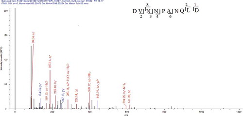 Figure 4. MS/MS spectrum of the peptide DVNNPANQLD. (MS/MS represents secondary mass spectrometry).Figura 4. Espectro MS/MS del péptido DVNNPANQLD. (MS/MS representa la espectrometría de masas secundaria).