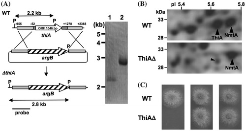 Fig. 3. A. nidulans thiA gene is essential for thiamine synthesis.