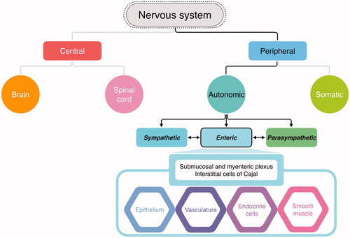 Figure 2. Division and function of the nervous system. The autonomic nervous system is a part of the peripheral nervous system that acts as an involuntary control system below the level of consciousness and controls visceral functions. The enteric nervous system (ENS) is a division of autonomic nervous system that regulates the gastrointestinal (GI) system. While the ENS communicates with the central nervous system (CNS) and regulates digestive functions, the ENS can also control local enteric reflexes independent of the CNS. The ENS can detect and integrate mechanical or chemical changes in the GI tract, thereby signaling effector cells, including the epithelium, smooth muscle, vessels, and endocrine cells, and assists in maintaining GI homeostasis.