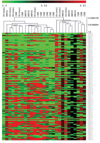 Figure 1. Hierarchical clustering heat map for total plasma miRNA. Hierarchical clustering using normalised Cq number for total plasma miRNA expression (green = higher expression, red = lower expression) comparing normal dogs, dogs with myxomatous mitral valve disease (MMVD) and dogs with heart failure due to MMVD (CHF).