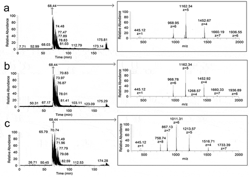 Figure 2. Chromatograms (left) and panoramic mass spectra (right) of hydrolyzates of insulin (a), lispro (b), and glargine (c) fibrils obtained at the proteases to protein ratio 1:25, w/w. The retention time for the mass spectra of fibrils hydrolyzates is 68.44 min.
