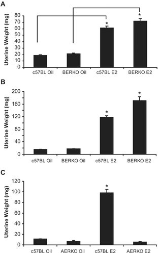 Figure 1.  Four and fourteen day E2 dosing regimens lead to uterine weight increases in c57BL and BERKO but not AERKO mice. Uterine weight of c57BL and BERKO mice treated for (A) four days exhibited significant weight increases of 3.2 and 3.4 fold respectively. (B) Fourteen day treatment resulted in c57BL E2 treated mice resulted in a 7.3-fold significant increase while BERKO E2 treated mice had a 9.5-fold significant increase. (C) c57BL E2 treated mice for 14 days resulted in an 8.7-fold significant increase while AERKO E2 exhibited similar weights to AERKO vehicle treated mice. Error bars indicate standard error, *p < 0.001. Lines indicate pairwise comparisons.