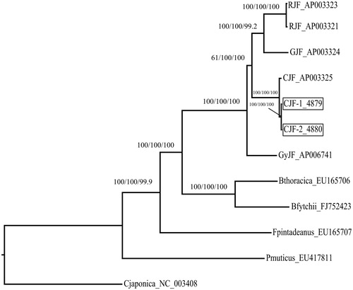 Figure 1. Phylogenetic tree of the relationships among Galliformes based on mtDNA genome sequences. Pavo muticus served as the outgroup. Numbers above each node indicates the NJ, ML, and MP bootstrap support values, respectively. All the species’ accession numbers are listed as follows: Gallus gallus (RJF) AP003321, AP003323; G. varius (GJF) AP003324; G. sonneratii (GyJF) AP006741; G. lafayettei (CJF) AP003325, PRJCA000289–4880, PRJCA000290–4879; Bambusicola thoracicus (Bthoracica) EU165706; B. fytchii (Bfytchii) FJ752423; Coturnix japonica (Cjaponica) NC_003408; Francolinus pintadeanus (Fpintadeanus) EU165707; Pavo muticus (Pmuticus) EU417811.