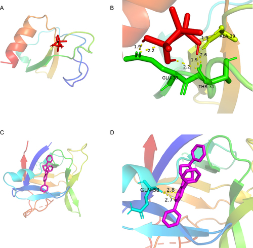 Figure 10 The protein-drug of the docking simulation. (A and B) CCL4-clodronic. (C and D) IL1B-TT301.