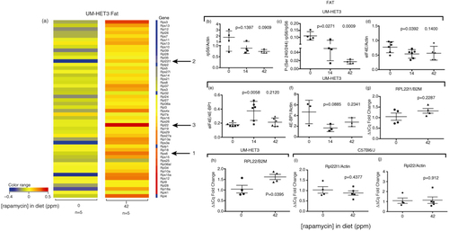 Fig. 4 Rapamycin effects on RPGs in visceral adipose of eRapa-fed mice. (a) Unfiltered heat maps comparing mRNA levels in mice fed 0 and 42 ppm diets. The arrows point to the same genes shown in Fig. 3. Visualized data are baselined to the median and log 2 transformed. From 0 to −0.5 would be a 1.5-fold change. (b) Graph of rpS6 levels mice fed 0, 14, and 42 ppm diets, relative to actin. (c) Graph of phosphorylation-dependent (Ser240/244) signals in mice fed 0, 14, and 42 ppm diets, respectively. (d–f) Graphs of the following ratios: eIF4E:actin; eIF4E:4E-BP1; 4E-BP1:actin, respectively. (g) and (h) Graphs of qRT-PCR results compared to (B2M) for Rpl22l1 and Rpl22, respectively.