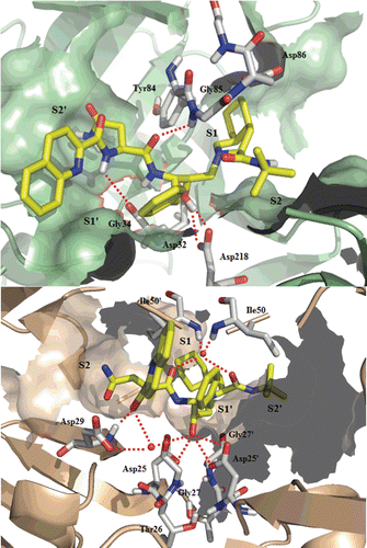 Figure 5.  Top: Best-scoring docked conformations resulting from the docking of saquinavir into Sap2 binding site. Down: saquinavir in complex with HIV-1 protease (PDB code: 3OXC).