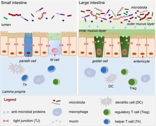 Figure 1 Mucus layer, epithelium, and lamina propria of the small and large intestine.