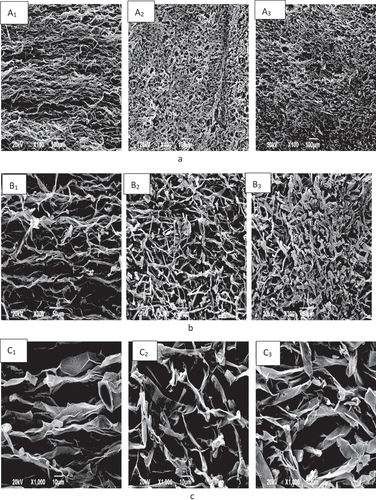 Figure 3. Microstructure analysis of Hypsizygus marmoreus using scanning electron microscopy. A1, B1, and C1 are from control group; A2, B2, and C2 are from heating group; A3, B3, and C3 are from color protection, hardening, and heating group. A1, A2, and A3 × 100; B1, B2, and B3 × 300; C1, C2, and C3 × 1000