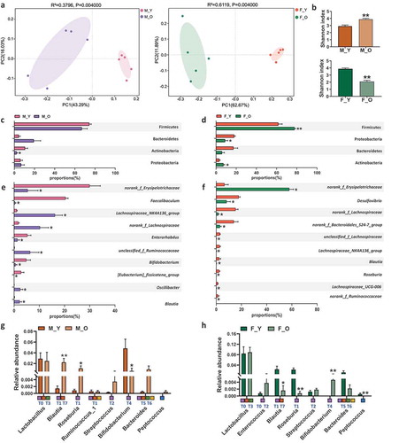 Figure 3. Aging induces gut microbiota disbalance in both sexes.