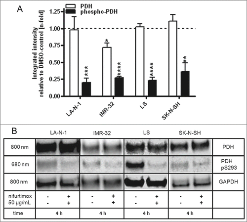 Figure 5. Reduction of phospho-PDH levels after treatment with nifurtimox. (A) Data show protein levels of pyruvate dehydrogenase (PDH) and S293-phosphorylated pyruvate dehydrogenase (phospho-PDH) in reference to control after 4h incubation with nifurtimox as indicated or growth medium alone measured with quantitative western blot. Sample size n = 3. Data show mean ± standard deviation. Significant changes versus untreated control tested via unpaired Student's t-test indicate P < 0.01 (**), P < 0.001 (***) and P < 0.0001 (****). (B) Example blots of each cell line; protein bands are combined accordingly.