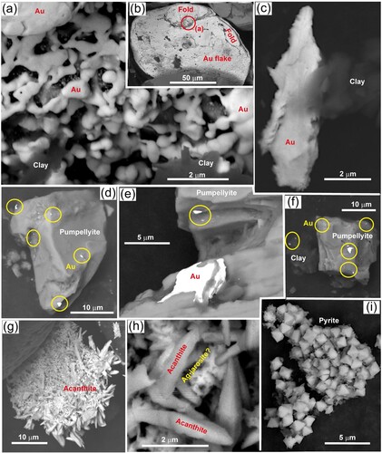 Figure 11. Authigenic minerals from black sand in a Millennial dune at Waipapa beach. (a,b) Vermiform authigenic gold in an undeformed crevice of a flake. (c) Irregular and delicately shaped authigenic gold (left, white) adhering to a particle of clay (right, nearly electron-transparent). (d–f) Micron-scale authigenic gold (white; some in yellow circles) coating pumpellyite clasts (grey) and associated clay (nearly electron-transparent). (g,h) Authigenic silver sulphide crystals (acanthite?) adhering to a particle of ilmenite (top left in g). Minor coating mineral (brighter white in h) is an Ag-sulphate mineral (Supp. Fig. S8, S9).