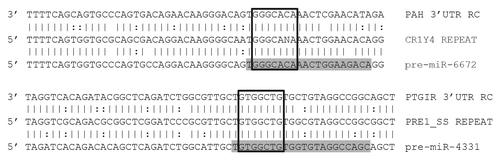 Figure 6. Alignments of miRs with predicted targets. Illustration shows a predicted miR target 3′UTRs on top, a consensus transposable element in the middle, and the corresponding miR sequence on the bottom. Mature miRs are highlighted in gray. Open boxes indicate perfect seed matches. To qualify as a 3′UTR match alignments were required to 1) contain a perfect seed match, 2) match ≥ 50% of the flanking sequence used in the target query, and 3) occur within a 3′UTR sequence aligning to a miR’s progenitor TE sequence. Vertical lines indicate base identity with the TE consensus sequence. Dotted lines indicate purine/pyrimidine conservation. PAH, Gallus gallus phenylalanine-4-hydroxylase ENSGALG00000012754. PTGIR, Sus scrufa prostaglandin I2 (prostacyclin) receptor ENSSSCG00000026602. RC, reverse complemented
