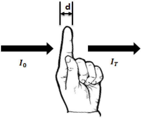 Figure 6. Passing of light beam in human fingertip.