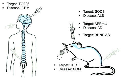 Figure 3. Administration of RNA-targeting drugs in the Central Nervous System. Several ways of administration have been developed to overcome the blood brain barrier and to deliver molecules that target the RNA in the brain. Intracranial delivery of oligonucleotides has been tested in rats and mice to target SOD1 and APP RNA to treat amyotrofic lateral sclerosis (ALS) and Alzheimer Disease (AD) respectively. Recently, intracranial delivery of antagoNATs targeting BDNF-AS showed to increase BDNF levels in mice brain suggesting a challenging application to prevent neurodegeration associated low levels of BDNF in AD. The same strategy was used to target TGF2β in a study of phase II to delivery chemoteraphy for glioblastoma (GBM). Intranasal administration of siRNA targeting the Telomerase (TERT) has been successfully used and will be potentially applied in the future to human being. Intrathecal administration, commonly used in pain relief cures, can be applied in the future for the delivery of drugs in the CSF (Blue line) to treat diseases affecting the CNS.
