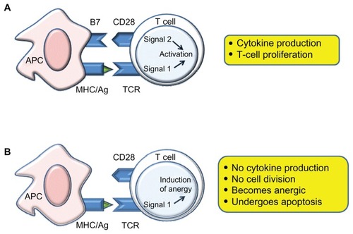 Figure 2 Costimulatory molecules and biological pathways implicated in the targeting of B7 vs CD28.