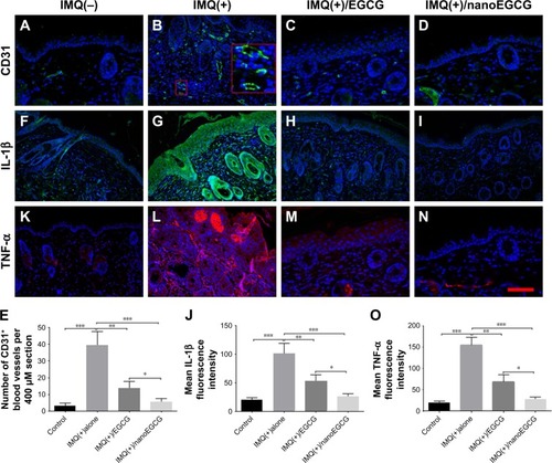 Figure 7 Effect of topically applied free EGCG and nanoEGCG on tissue vascularization and cytokine expression in IMQ-treated mouse skin. Skin samples were processed for immunofluorescence staining with antibodies. (A–D, F–I, K–N) Photomicrographs showing representative skin sections for protein expression of: (A–D) angiogenesis marker CD31 (green staining), (F–I) psoriasis-related pro-inflammatory cytokines IL-1β (green staining) and (K–N) TNF-α (red staining), all at a magnification of ×400. Scale bar=50 µm. (E, J, O) Histograms of quantitation of IMQ+ sections stained for (E) CD31+-positive blood vessels (number per 400 µM section), (J) fluorescence intensity for IL-1β, and (O) fluorescence intensity for TNF-α. Quantitative analyses using the Nuance imaging and Inform software were as detailed in Materials and methods. Statistical significance is shown for all samples (±SEM) and comparisons meeting significance criteria are shown: *p<0.05, **p<0.01, and ***p<0.001.Abbreviations: EGCG, (−)-epigallocatechin-3-gallate; nanoEGCG, chitosan-based polymeric nanoparticle formulation of EGCG; IMQ, imiquimod; TNF-α, tumor necrosis factor-α.