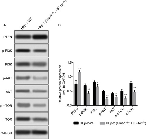 Figure 8 Effects of HIF-1α and GLUT-1 double gene knockout on PI3K/Akt/mTOR pathway detected by Western blots.Notes: (A) The results of Western blot. (B) There was a significantly increased relative expression of PTEN and decreased p-PI3K, PI3K, p-AKT, AKT, and mTOR protein after HIF-1α and GLUT-1 double gene knockout compared with before HIF-1α and GLUT-1 double gene knockout (P=0.008, P=0.005, P=0.03, P=0.001, P=0.029, and P=0.007, respectively).