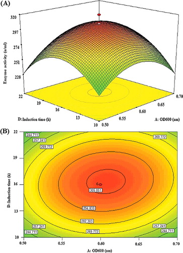 Figure 4. Graphs depicting the response surface plot (A) and contour plot (B) showing the effect of different induction time and OD600 and their mutual interaction in the lipase KV1 enzyme activity.