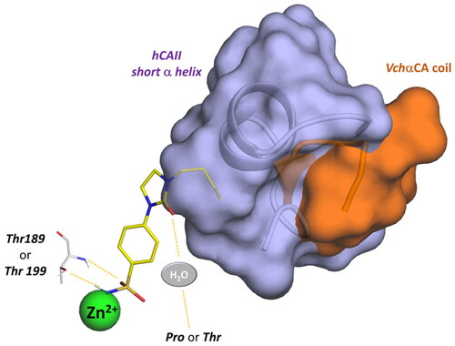 Figure 10. Schematic representation of the ligand contacts producing the selectivity towards VchαCA with respect to hCAs. The compound (9c) is represented as sticks and the VchαCA coil and the short alpha helix hCAII (similar to hCAI) are visualised as cartoon and surface.