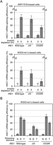 Figure 1. Splicing of the HAC1 mRNA by wild-type, V535R, and ∆III Ire1 in S. cerevisiae following treatment with conventional ER-stressing stimuli. (a) KMY1516 (ire1∆) cells or W303-ire1∆ (ire1∆) cells transformed with pRS313-IRE1 or its indicated mutants were stressed by culturing in inositol-depleted SD medium. (b) W303-ire1∆ (ire1∆) cells transformed with pRS313-IRE1 or its indicated mutants were cultured with the indicated chamicals. N: non-stress, D: 10 mM DTT for 30 min, and T: 2 µg/ml tunicamycin for 1 hr.