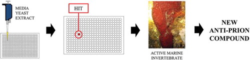 Figure 1. A schematic diagram giving an overview of the large-scale screen (from left to right). A liquid-phase micro-culture assay is performed on each sample in a library of marine extracts and the color change of the yeast cultures from white to red indicates anti-prion activity. The marine invertebrate containing the compounds with anti-prion activity, the sponge Suberea ianthelliformis (pictured), underwent chemical analysis to identify the anti-prion compounds.