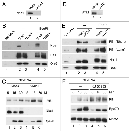 Figure 8 Mobilization of Rif1 from chromatin upon DNA damage requires ATM and Nbs1. (A) Egg extracts were processed for immunodepletion with control (lane 1) and anti-Nbs1 antibodies (lane 2) and immunoblotted with anti-Nbs1 antibodies. (B) Mock-depleted (lanes 2 and 4) and Nbs1-depleted extracts (lanes 3 and 5) containing sperm nuclei were incubated in the absence (lanes 2 and 3) or presence of EcoRI (lanes 4 and 5). Chromatin fractions were isolated and immunoblotted for Nbs1, Rif1 and Orc2. For lane 1, mock chromatin fractions were prepared from egg extracts had been incubated without added sperm nuclei. (C) SB-DNA beads were incubated in mock-depleted and Nbs1-depleted extracts. The beads were retrieved and processed for immunoblotting with the indicated antibodies. (D) Egg extracts were processed for immunodepletion with control (lane 1) and anti-ATM antibodies (lane 2) and immunoblotted with anti-ATM antibodies. (E) Mock-depleted (lanes 2 and 4) and ATM-depleted extracts (lanes 3 and 5) containing sperm nuclei were incubated in the absence (lanes 2 and 3) or presence of EcoRI (lanes 4 and 5). Chromatin fractions were isolated and immunoblotted for Rif1, Nbs1 and Orc2. For lane 1, mock chromatin fractions were prepared from egg extracts that had been incubated without added sperm nuclei. (F) SB-DNA beads were incubated in egg extracts in the absence or presence of KU 55933. The beads were retrieved and immunoblotted with the indicated antibodies.