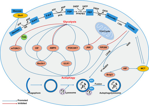 Figure 2 There exists an interacting network between autophagy and glycolysis in cancer cells. Glycolysis and autophagy are connected through multiple mechanisms including mTOR, HIF, AMPK, PI3K/AKT, JNK signaling pathways. In addition, protons in acidic environment promotes lysosomal acidification, which is a key step in vesicle maturation and protease activation during autophagy.