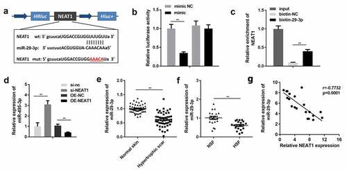 Figure 4. NEAT1 directly targeted miR-29-3p
