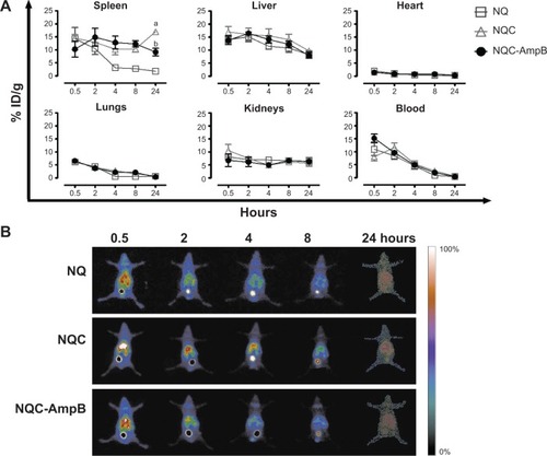 Figure 1 In vivo biodistribution profile of engineered nanoparticles.Notes: (A) Biodistribution profile of nanoparticles in the tissues and organs at the different periods of time (0.5, 2, 4, 8, and 24 hours). Values of % ID/g are expressed as mean ± standard deviation of the groups (n=8 mice per group). Significant differences were considered as P<0.05. aRepresents a significant difference in relation to the NQ and NQC-AmpB groups at 24 hours. bRepresents a significant difference in relation to the NQ group at 24 hours. (B) Scintigraphic images obtained after intravenous administration of radiolabeled nanoparticles at different periods of time (0.5, 2, 4, 8, and 24 hours).Abbreviations: % ID/g, percentage of the injected dose per gram of tissue; AmpB, amphotericin B; ChS, chondroitin sulfate; Cs, chitosan; NQ, Cs nanoparticles; NQC, Cs–ChS nanoparticles; NQC-AmpB, AmpB–Cs–ChS nanoparticles.