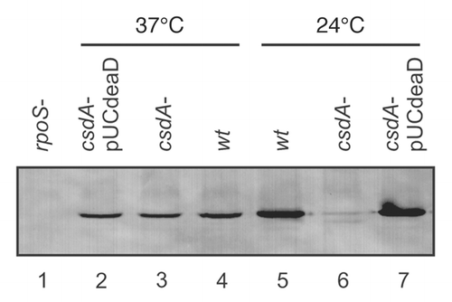 Figure 1 Steady-state levels of RpoS determined by quantitative western-blotting in the wt strain and the isogenic csdA mutant. The E. coli strains WJW45 (wt), the isogenic csdA deficient strain WJW45ΔcsdA (csdA−) as well as WJW45ΔcsdA harbouring plasmid pUCdeaDCitation38 (csdA−/pUCdeaD) were grown to early log phase (OD600 of 0.4) either at 37°C (lane 2–4) or at 24°C (lane 5–7), respectively. Cell extracts of the rpoS mutant strain RH90,Citation53 served as a negative control (lane 1). Equal amounts of total cellular proteins were loaded in each lane of the SDS-polyacrylamide gel. The RpoS protein was detected by immunological means as described in Materials and Methods. Only the relevant section of the immunoblot is shown.