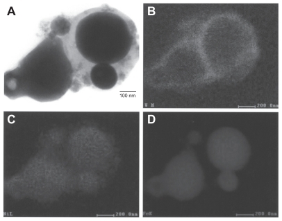 Figure 5 Transmission electron microscopy x-ray (energy-dispersive spectrometry) mapping sequence for W–Ni–Fe ballistic debris sample. A) Bright-filled image of aggregated particulates. B) W map, C) Ni map, and D) Fe map.