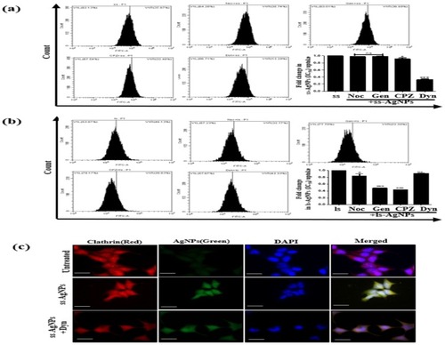 Figure 3 Analysis of intra-cellular uptake mechanism of ss-AgNPs and ls-AgNPs. Flow cytometric analysis of the uptake of ss-AgNPs (A) and ls-AgNPs (B) (at IC50 dose) 1 h after treatment with NPs. The cells were exposed for 30 min to the different endocytic pathway inhibitors prior to AgNP exposure. The inhibitors used were- Nocodazole (Noc; 0.5 µM), Genistein (Gen; 10 µM), Chlorpromazine (CPZ; 5 µM) and Dynasore (Dyn; 50 µM). (C) Immunofluorescence images of cells treated with IC50 dose of ss-AgNPs (green) with and without Dyn. Cells were stained with anti-rabbit TR conjugated secondary antibody against clathrin (red). Scale bar- 200 µm. The symbol (*) represents a significant difference with respect to AgNP-treated cells.