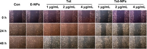 Figure 9 Wound healing ability of A549 cells exposed to equivalent doses of Tet or Tet-NPs. Phase micrograph of A549 cells at various time points after monolayer wounding.Abbreviations: Con, control; E-NPs, empty nanoparticles; Tet, tetrandrine; Tet-NPs, tetrandrine-loaded poly(N-vinylpyrrolidone)-block-poly(ε-caprolactone) nanoparticles; h, hours.