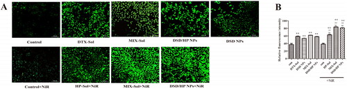 Figure 4. The ROS fluorescence images (A) and relative fluorescence values (B) of Control, Control + NiR, DTX-Sol, DSD NPs, HP-Sol + NiR, MIX-Sol, MIX-Sol + NiR, DSD/HP NPs, and DSD/HP NPs + NiR groups in 4T1 cells (** p < 0.01 vs Control group, ## p < 0.01 vs DTX-Sol group, bb p < 0.01 vs DSD/HP NPs group, n = 3).