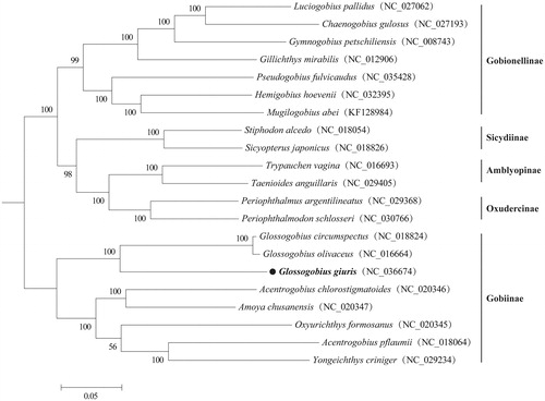 Figure 1. Phylogenetic analysis of 21 Gobiidae species based on their complete mitochondrial genomes using maximum likelihood (ML) method. The tree with the highest log likelihood (180,392.07) is shown. Bootstrap support values (1000 replicates) are indicated at the nodes.