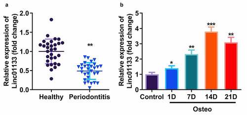 Figure 1. Linc01133 expression level was positively related with osteogenic differentiation of hPDLSC. (a)qRT-PCR was used to evaluate the expression level of Linc01133 in PDL tissues derived from periodontitis patients with periodontitis as well as healthy controls. (b) qRT-PCR was used to detect the expression level of Linc01133 in hPDLSCs derived from periodontitis patients with periodontitis before and after osteogenesis induction. *p < 0.05, **p < 0.01, ***p < 0.001. vs. healthy, and control group. qRT-PCR, quantitative reverse-transcription polymerase chain reaction; hPDLSC, human periodontal ligament stem cells; ARS, alizarin red staining.