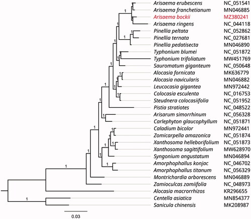 Figure 1. Phylogenetic tree inferred by Maximum Likelihood (ML) method based on 30 representative species. Centella asiatica and Sanicula chinensis were used as an outgroup. A total of 1000 bootstrap replicates were computed and the bootstrap support values were shown at the branches. GenBank accession numbers were shown in Figure 1.