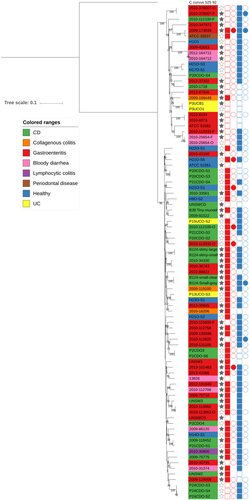 Fig. 1 Phylogenetic tree based on whole genome sequences of Campylobacter concisus strains used in this study, incorporating all published genomes.Columns: Full stars represent Faecal samples, empty stars represent Oral samples. Squares represent presences in genome assemblies and circles presence in plasmid assemblies. Red represents Exo9 whilst blue represents ZOT presence. Full shapes indicate presence, empty shapes indicate absence. For plasmids, there are some samples with no shape, this indicates that plasmidSPAdes software was unable to assemble any plasmids for the sample