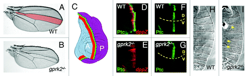 Figure 1.gprk2 mutants show moderate Hh loss-of-function phenotypes. (A) Wild-type Drosophila wing. The region patterned by Hh signaling, bounded by the third and fourth wing veins, is shaded pink. (B) A gprk2 mutant wing, showing a reduction of the territory between veins three and four that is characteristic of moderate Hh signaling impairment. (C) Schematic diagram of anterior-posterior patterning of the wing by Hh. The wing disc is divided into two non-mixing cell compartments, anterior (A, shaded blue) and posterior (P, shaded purple), divided by a compartment boundary (dotted line). Hh is produced by P compartment cells, which do not express Ci and are thus unable to mount a transcriptional response. Instead, Hh diffuses into the Ci-expressing A compartment, inducing Hh target gene expression in a stripe of cells just A to the compartment boundary. High threshold target genes like ptc, which require high levels of Hh for activation, are expressed in a narrow stripe (green). Low threshold target genes like decapentaplegic (dpp) are expressed in a wider stripe of cells (red). (D) Wild-type wing disc, showing the typical pattern of expression of Ptc (green) and dpp (red, visualized by LacZ expression from an enhancer trap). (E) In a gprk mutant wing disc, high but not low threshold target gene expression is lost. (F) Wing disc in which an activated form of Gαs is expressed in the dorsal half (D, above dotted line) in an otherwise wild-type background. The resulting increase in cAMP production in dorsal cells has little effect on Ptc expression (compare with wild-type ventral cells, V), indicating that cAMP levels are not normally limiting for this response. (G) In a gprk2 mutant background, expression of activated Gαs in the dorsal half (D, above dotted line) specifically rescues ptc expression (compare with gprk2 mutant ventral cells, V). This indicates that cAMP levels are limiting for Hh responses in the absence of Gprk2. (H) Ventral cuticle of a wild-type embryo, showing the typical segmentally-repeated pattern of denticle belts. (I) In a gprk2 maternal and zygotic mutant embryo, the denticle belts are frequently fused (yellow arrowheads). This phenotype is similar to that observed with hypomorphic alleles of smo,Citation25 and indicates that Gprk2 is also required for normal Hh signaling in the embryonic epidermis.