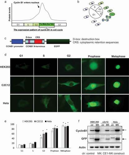 Figure 1. Characteristics and generation of cell cycle G2/M phase fluorescent sensor. (a), The expression pattern and localization of cyclin B1 were showed by graph in the different phases of cell cycle. (b), Schematic of the cyclin B1 fused EGFP as a fluorescent probe illuminated various phases of cell cycle. (c), The structure of human cyclin B1 promoter drove cyclin B1 fused EGFP construct, destruction and subcellular localization of sensor are controlled by destruction box (D-box), cytoplasmic retention sequences (CRS) localized in the N-terminal portion of cyclin B1. (d), HEK293, c2c12 and HeLa cells were transfected with plasmid, the different localizations and intensity of EGFP signal showing the cells in different phases of cell cycle. G1/S phases EGFP signal is very low and localized in cytoplasm. The EGFP signal is increased and localized in cytoplasm in G2 phase. The EGFP signal is high and localized from cytoplasm to nucleus in prophase phase. Nuclear envelope is broken down in metaphase and the EGFP signal is very high and full of whole cell. (e), The quantification of EGFP density of HEK293, c2c12 and HeLa cells in the various cell cycle phases has been performed, the EGFP is significantly increased in the G2, prophase and metaphase compare to the G1 and S phases. (f), The expression levels of cyclin B1 and EGFP in transfected HEK293, c2c12 and HeLa cells and control non-transfected cells were detected by western-blot.