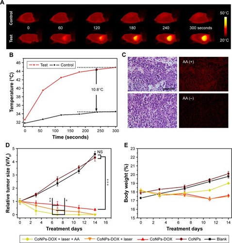 Figure 4 Synergistic tumor ablation in vivo.Notes: Photothermal images (A) and temperature change (B) of tumor-bearing mice receiving CoNPs injection. (C) Tissue section and luminescence images of tumor harvested from mice receiving CoNPs injection and AA injection. Mice receiving no AA injection were used as control. The relative tumor size (D) and body weight (E) of mice in the test group (CoNPs-DOX + laser + AA), control groups (CoNPs-DOX + laser, CoNPs + laser, and CoNPs), and blank group (PBS). The scale bar was 50 µm. Statistical significance was determined from one-way t-tests. *P<0.05, **P<0.01, and ***P<0.001.Abbreviations: AA, ascorbic acid; CoNPs-DOX, Co3O4 nanoparticles-doxorubicin; DOX, doxorubicin; NS, not significant.