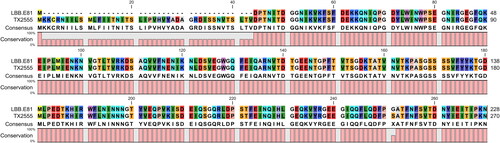 Figure 1. Alignment of the predicted amino-acid N-terminal sequence, encoded by the collagen-binding factor gene acm in E. faecium LBB.E81 (missing the N-terminally located signal sequence necessary for export of the protein) and the collagen binding clinical isolate E. faecium TX2555 [Citation44; Acc. No. AY135217).